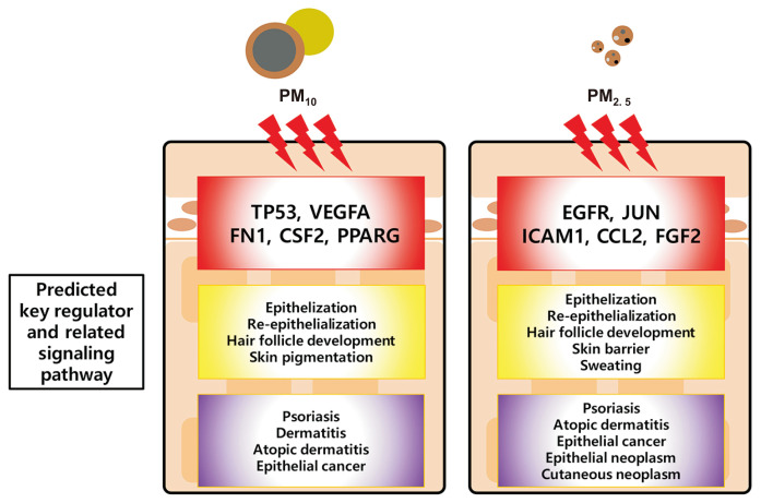 Genomic Approach to the Assessment of Adverse Effects of Particulate Matters on Skin Cancer and Other Disorders and Underlying Molecular Mechanisms.