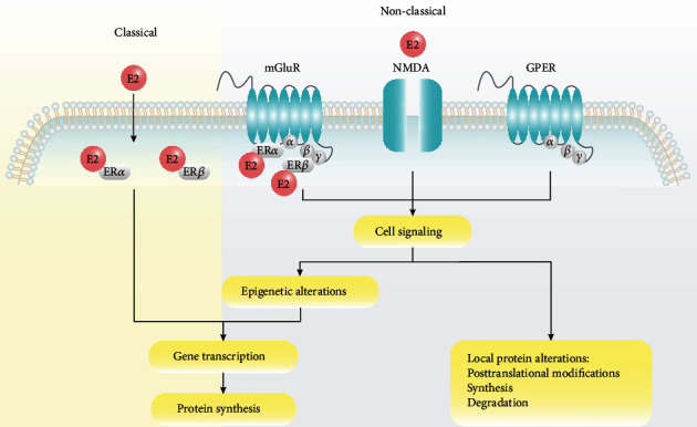 Reproduction-Associated Hormones and Adult Hippocampal Neurogenesis.