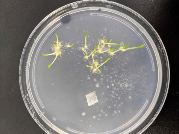 Tulasnella calospora (UAMH 9824) retains its effectiveness at facilitating orchid symbiotic germination in vitro after two decades of subculturing.