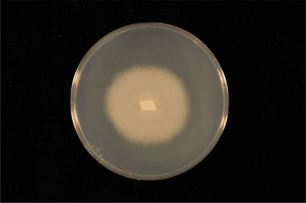 Tulasnella calospora (UAMH 9824) retains its effectiveness at facilitating orchid symbiotic germination in vitro after two decades of subculturing.