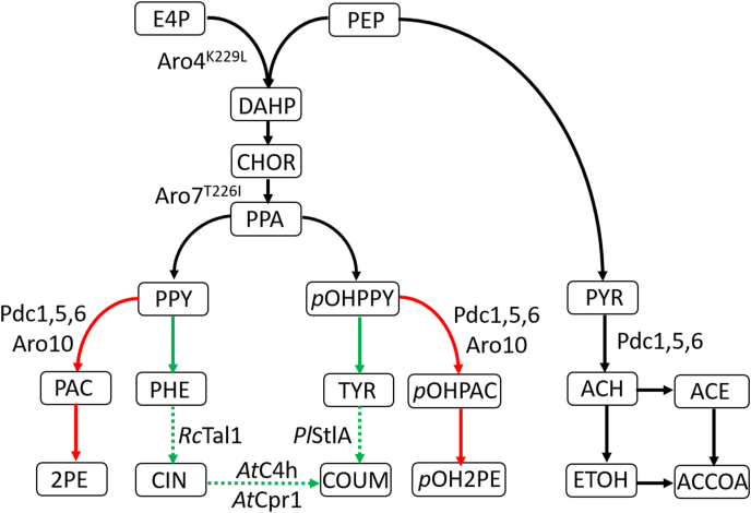 Elimination of aromatic fusel alcohols as by-products of Saccharomyces cerevisiae strains engineered for phenylpropanoid production by 2-oxo-acid decarboxylase replacement