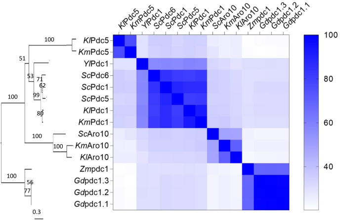 Elimination of aromatic fusel alcohols as by-products of Saccharomyces cerevisiae strains engineered for phenylpropanoid production by 2-oxo-acid decarboxylase replacement