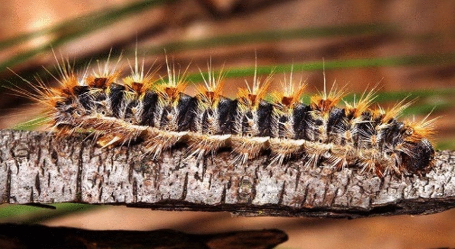 Processionary caterpillar reactions in Southern Italy forestry workers: description of three cases.