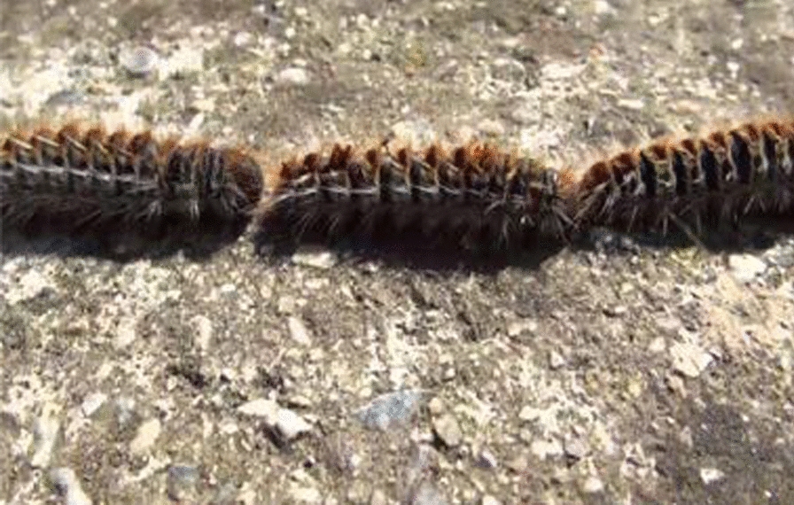 Processionary caterpillar reactions in Southern Italy forestry workers: description of three cases.