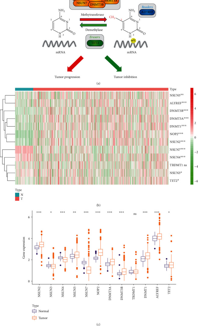 Comprehensive Analysis of m<sup>5</sup>C RNA Methylation Regulator Genes in Clear Cell Renal Cell Carcinoma.