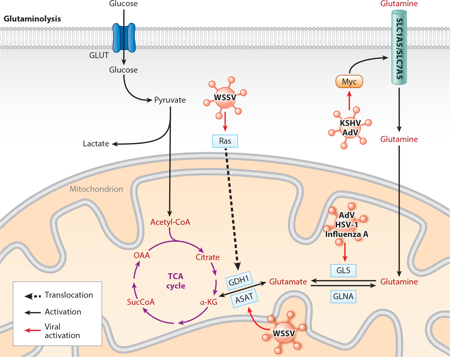 Viruses and Metabolism: The Effects of Viral Infections and Viral Insulins on Host Metabolism.