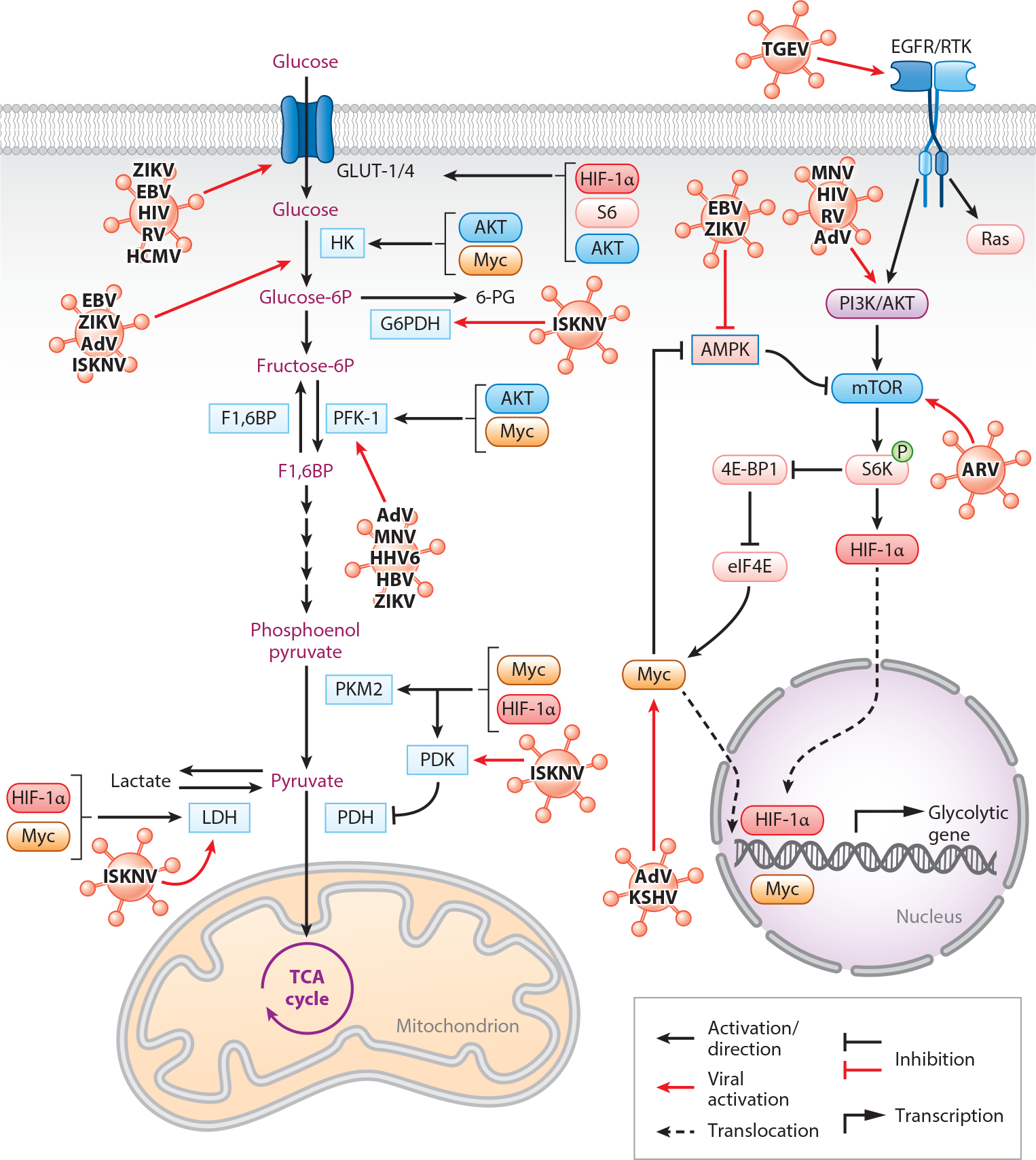 Viruses and Metabolism: The Effects of Viral Infections and Viral Insulins on Host Metabolism.