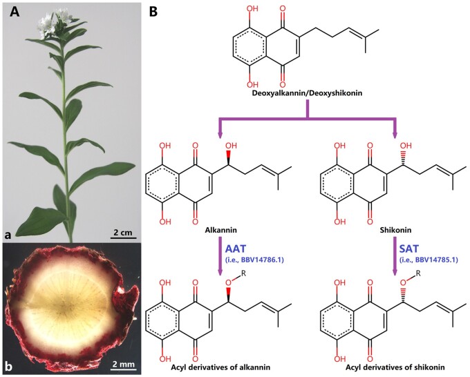 Exploring the evolutionary process of alkannin/shikonin O-acyltransferases by a reliable Lithospermum erythrorhizon genome.