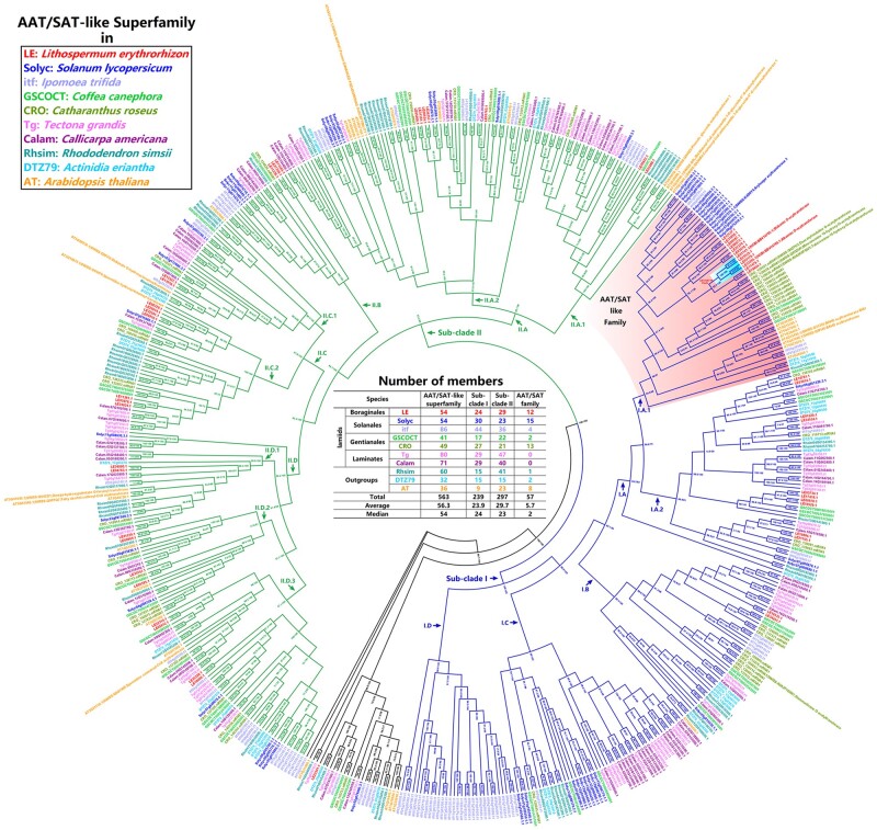 Exploring the evolutionary process of alkannin/shikonin O-acyltransferases by a reliable Lithospermum erythrorhizon genome.