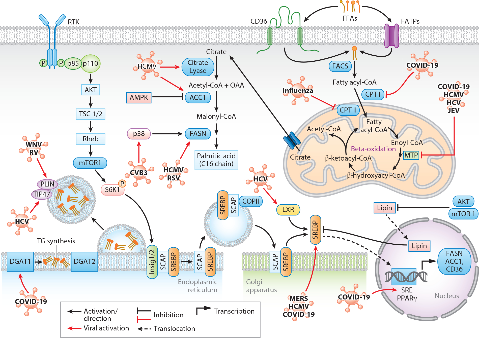 Viruses and Metabolism: The Effects of Viral Infections and Viral Insulins on Host Metabolism.