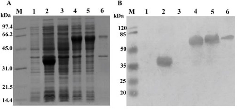 Prokaryotic expression of chimeric GFP-hFc protein as a potential immune-based tool.