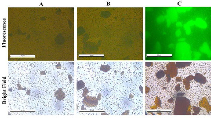 Prokaryotic expression of chimeric GFP-hFc protein as a potential immune-based tool.