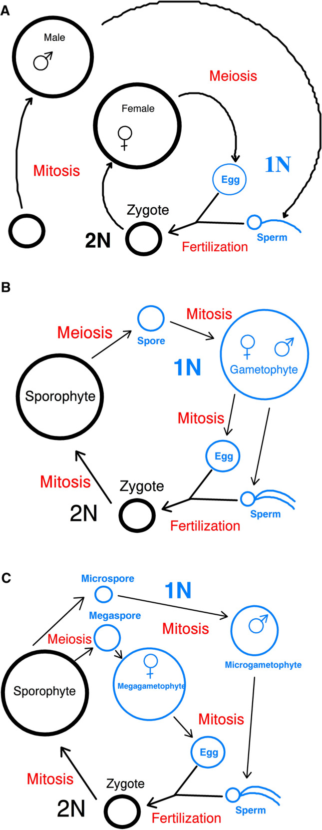 Plant sexual reproduction: perhaps the current plant two-sex model should be replaced with three- and four-sex models?