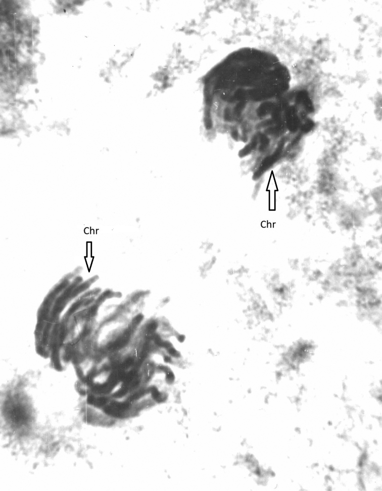 Study of chromatin diminution in <i>Cyclopskolensis</i> (Copepoda, Crustacea) by radiobiological methods.