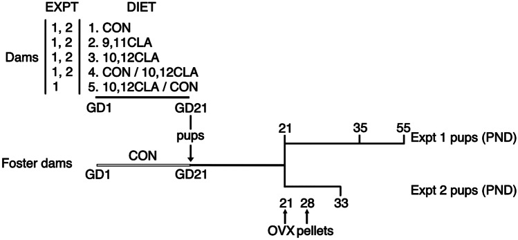 In Utero Exposure to trans-10, cis-12 Conjugated Linoleic Acid Modifies Postnatal Development of the Mammary Gland and its Hormone Responsiveness.