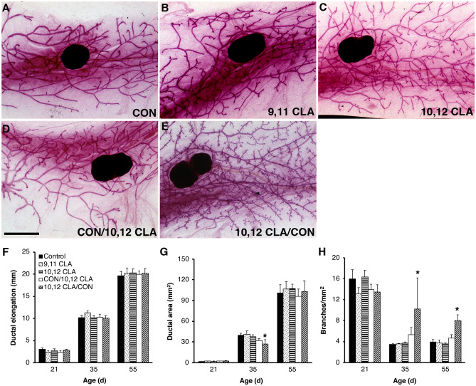 In Utero Exposure to trans-10, cis-12 Conjugated Linoleic Acid Modifies Postnatal Development of the Mammary Gland and its Hormone Responsiveness.