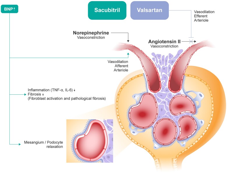 Renal protection in chronic heart failure: focus on sacubitril/valsartan.