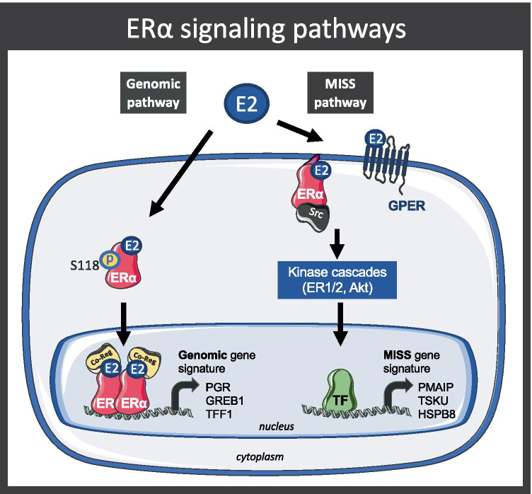 Estetrol and Mammary Gland: Friends or Foes?