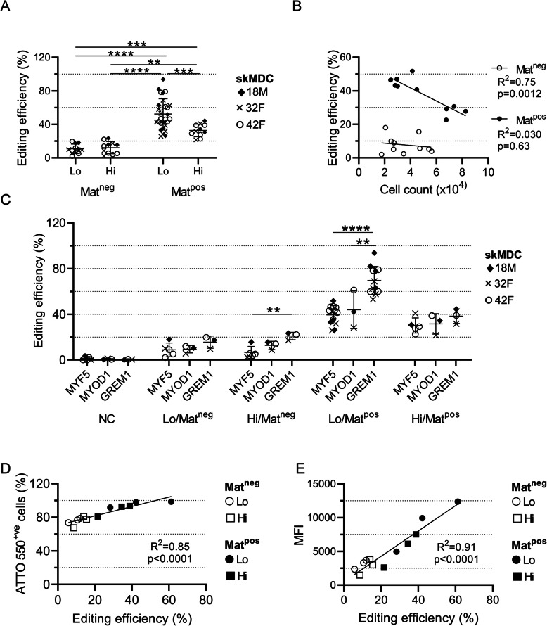 Improved CRISPR/Cas9 gene editing in primary human myoblasts using low confluency cultures on Matrigel.