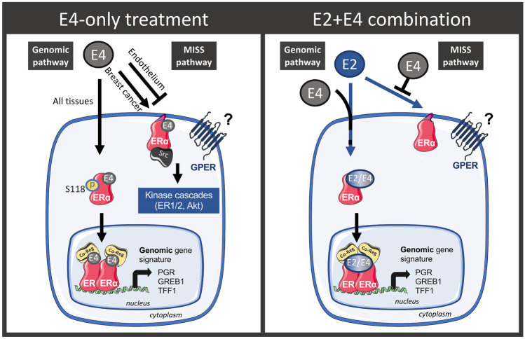 Estetrol and Mammary Gland: Friends or Foes?