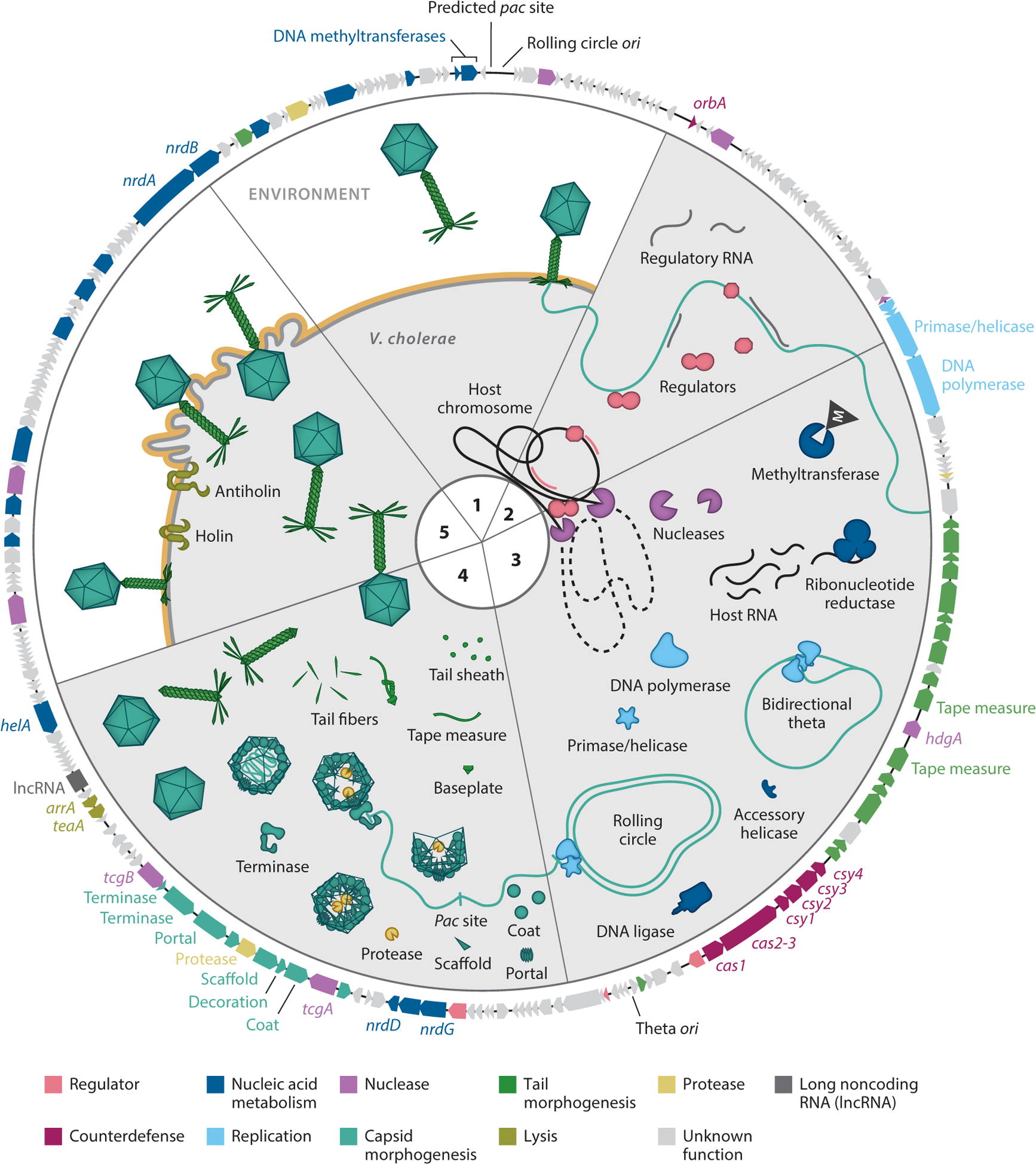 Bacteriophage ICP1: A Persistent Predator of <i>Vibrio cholerae</i>.