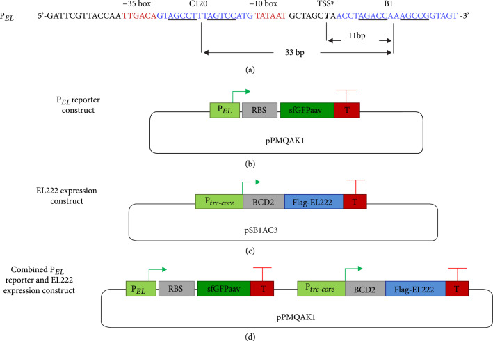 Engineering of a Promoter Repressed by a Light-Regulated Transcription Factor in <i>Escherichia coli</i>.