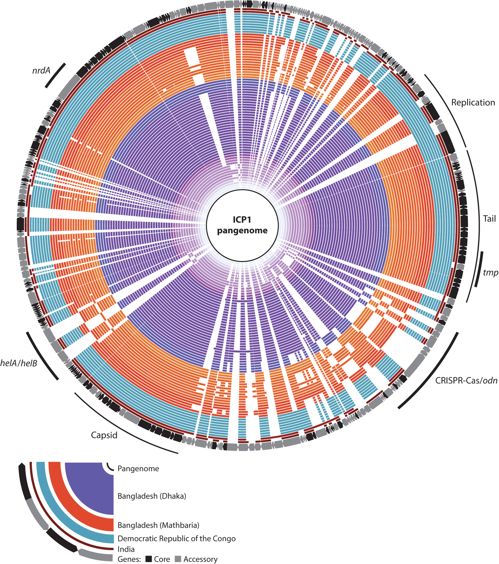 Bacteriophage ICP1: A Persistent Predator of <i>Vibrio cholerae</i>.