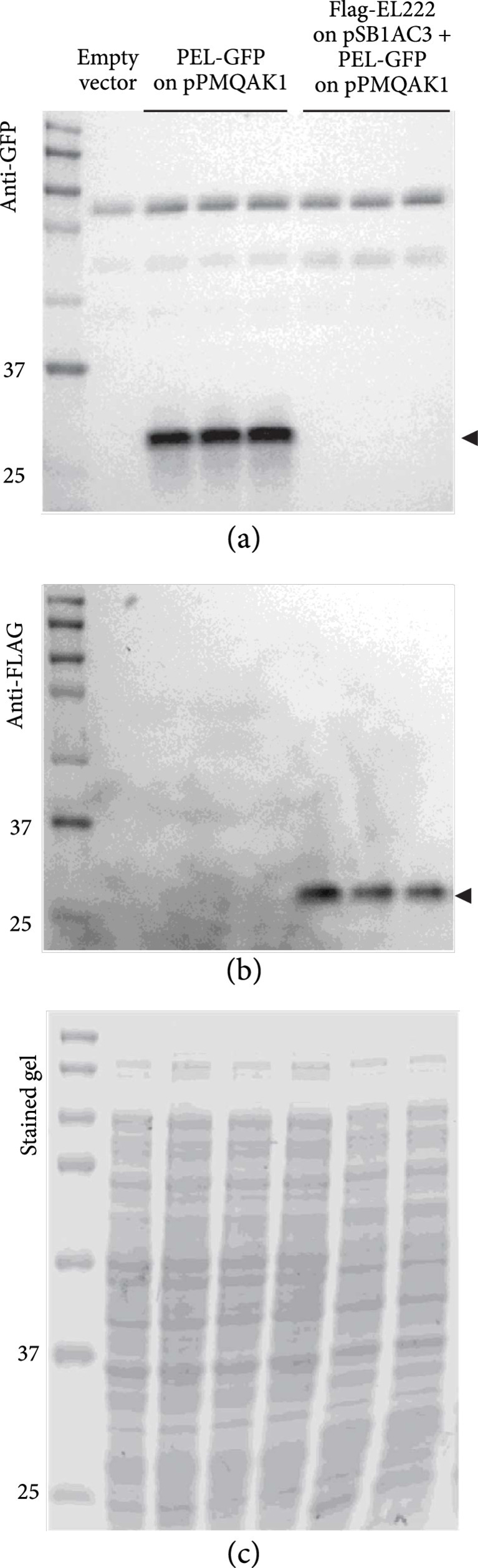 Engineering of a Promoter Repressed by a Light-Regulated Transcription Factor in <i>Escherichia coli</i>.