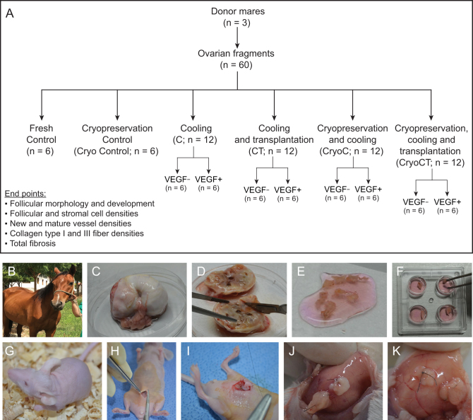 Equine ovarian tissue xenografting: impacts of cooling, vitrification, and VEGF.