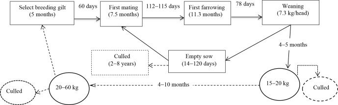 Reproductive performance of indigenous Lao pigs reared by small-scale farmers in northern provinces of Laos.