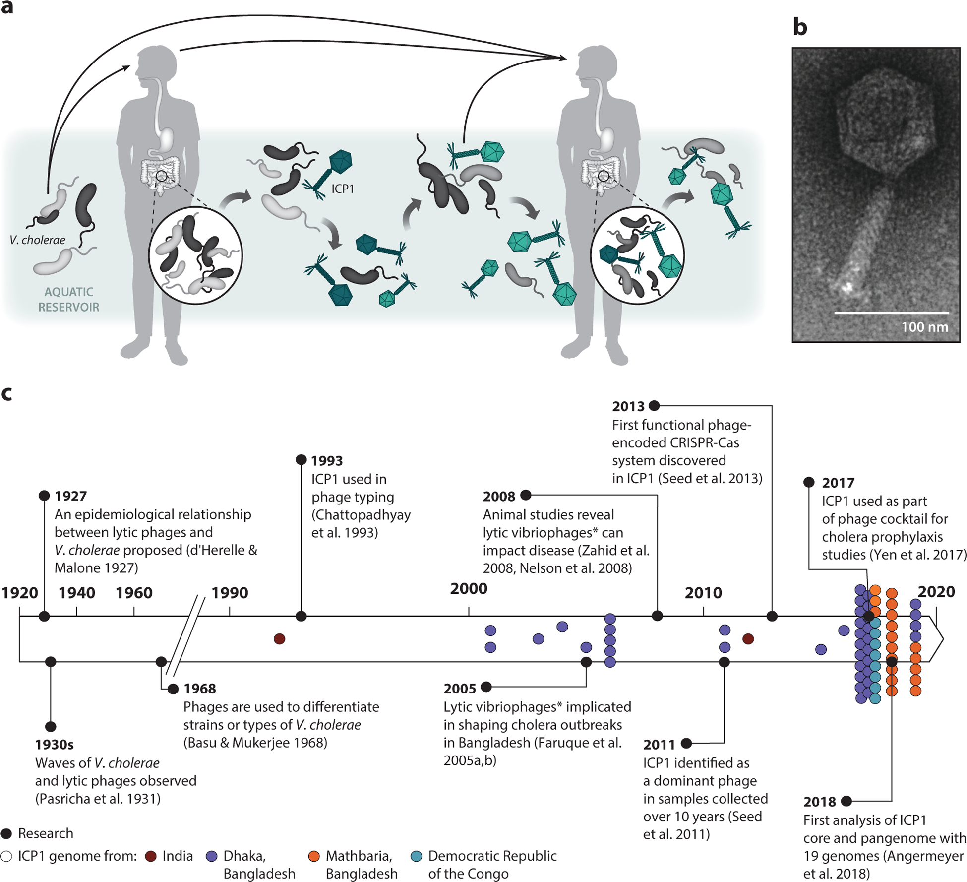 Bacteriophage ICP1: A Persistent Predator of <i>Vibrio cholerae</i>.