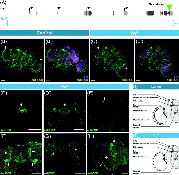 Expression of the <i>foraging</i> gene in adult <i>Drosophila melanogaster</i>.