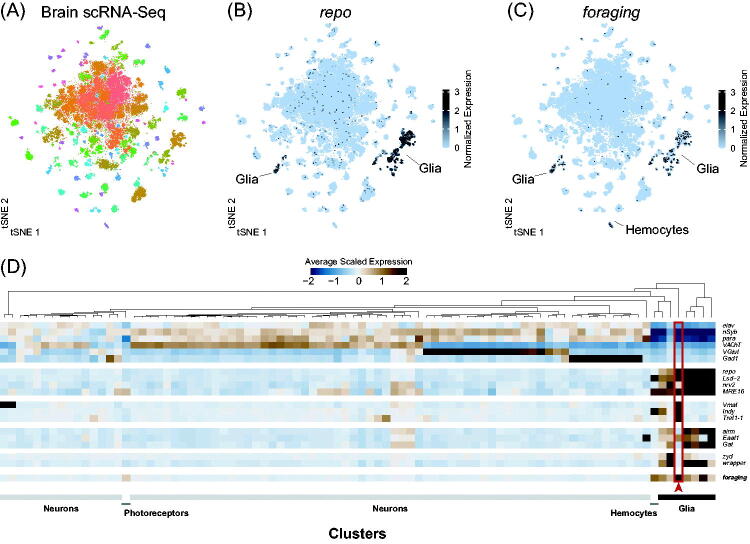 Expression of the <i>foraging</i> gene in adult <i>Drosophila melanogaster</i>.