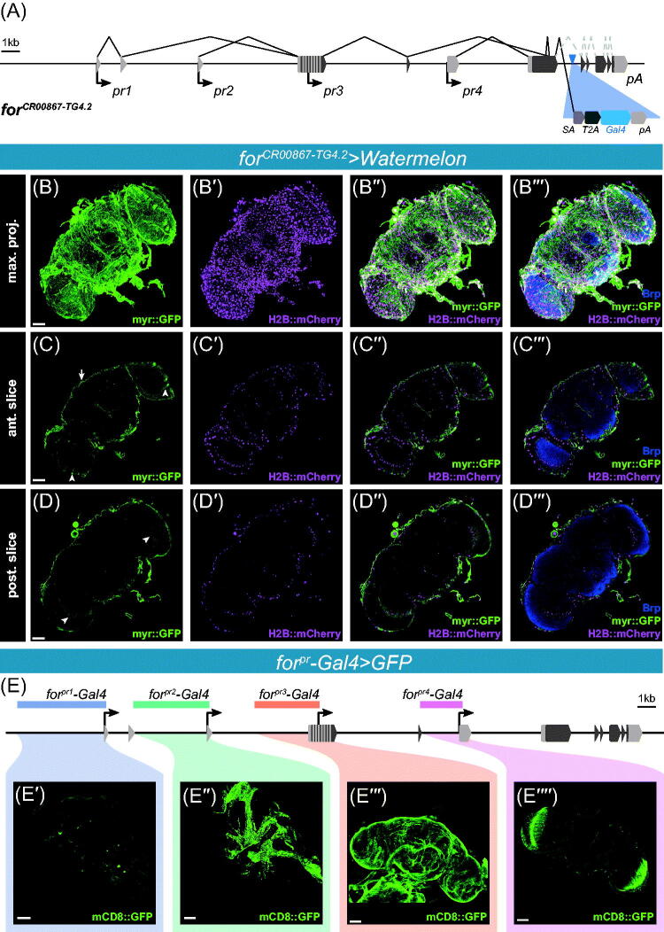 Expression of the <i>foraging</i> gene in adult <i>Drosophila melanogaster</i>.