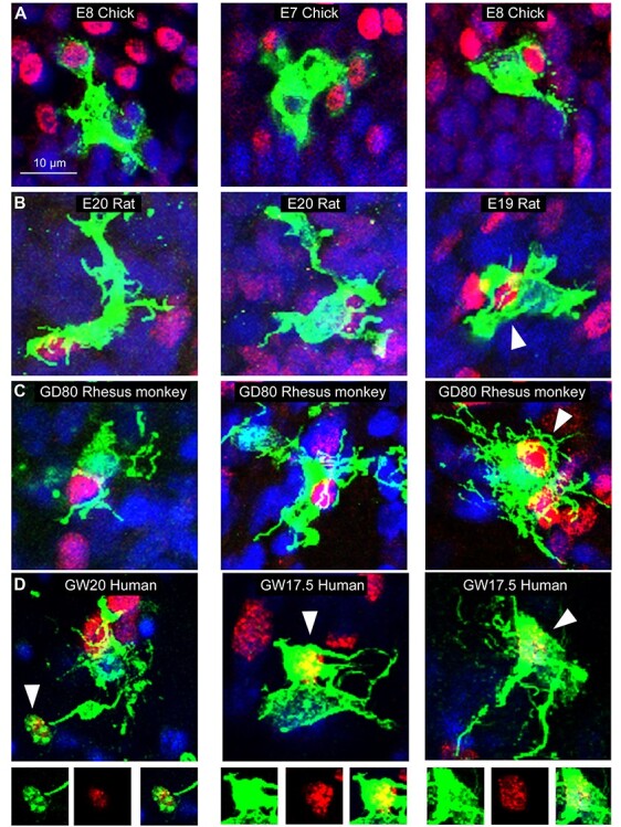 Greater Number of Microglia in Telencephalic Proliferative Zones of Human and Nonhuman Primate Compared with Other Vertebrate Species.