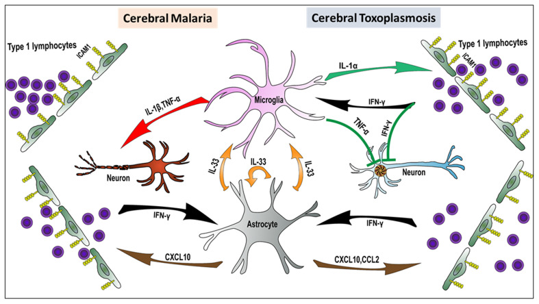 Microglia and astrocyte responses to neuropathogenic protozoan parasites.