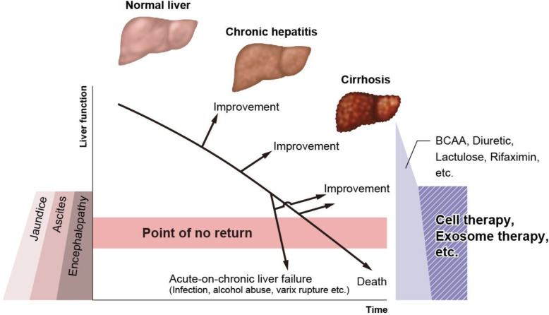 Transition of clinical and basic studies on liver cirrhosis treatment using cells to seek the best treatment.