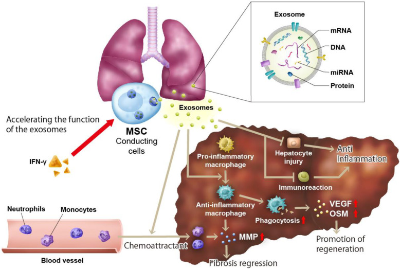 Transition of clinical and basic studies on liver cirrhosis treatment using cells to seek the best treatment.