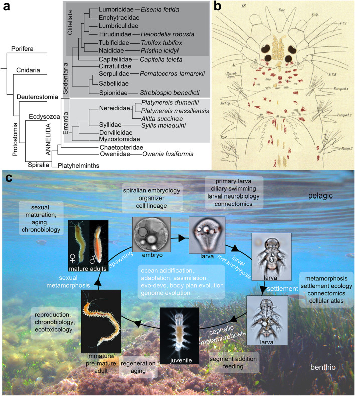 The Nereid on the rise: Platynereis as a model system.