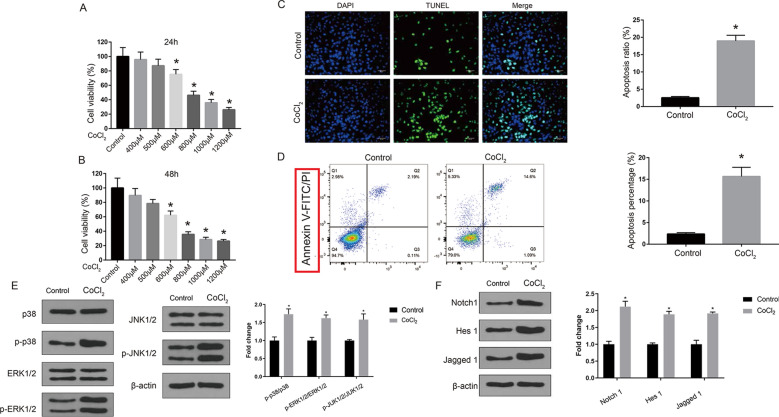 Nesfatin-1 protects H9c2 cardiomyocytes against cobalt chloride-induced hypoxic injury by modulating the MAPK and Notch1 signaling pathways.