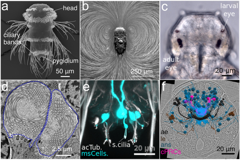 The Nereid on the rise: Platynereis as a model system.