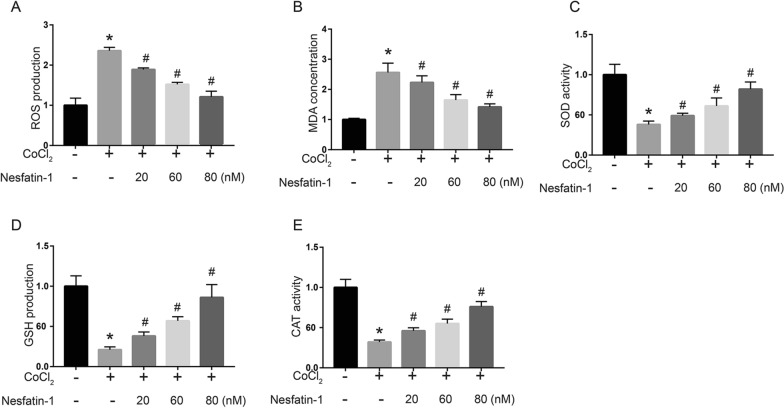 Nesfatin-1 protects H9c2 cardiomyocytes against cobalt chloride-induced hypoxic injury by modulating the MAPK and Notch1 signaling pathways.