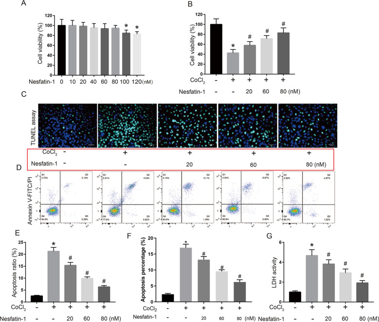 Nesfatin-1 protects H9c2 cardiomyocytes against cobalt chloride-induced hypoxic injury by modulating the MAPK and Notch1 signaling pathways.