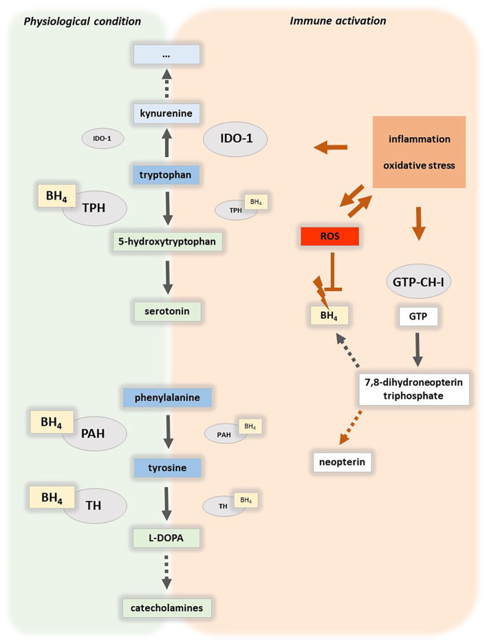 Neurotransmitter Precursor Amino Acid Ratios Show Differential, Inverse Correlations with Depression Severity in the Low and High Depression Score Range.