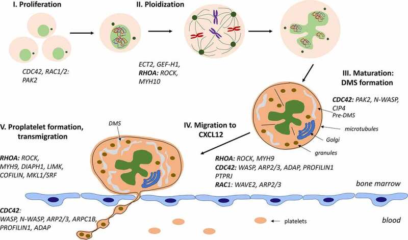 Role of Rho-GTPases in megakaryopoiesis.