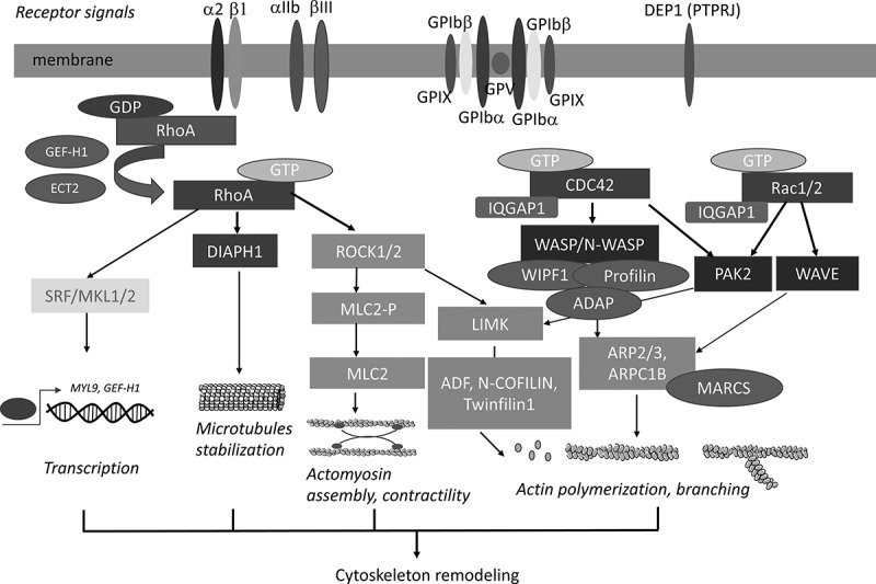 Role of Rho-GTPases in megakaryopoiesis.