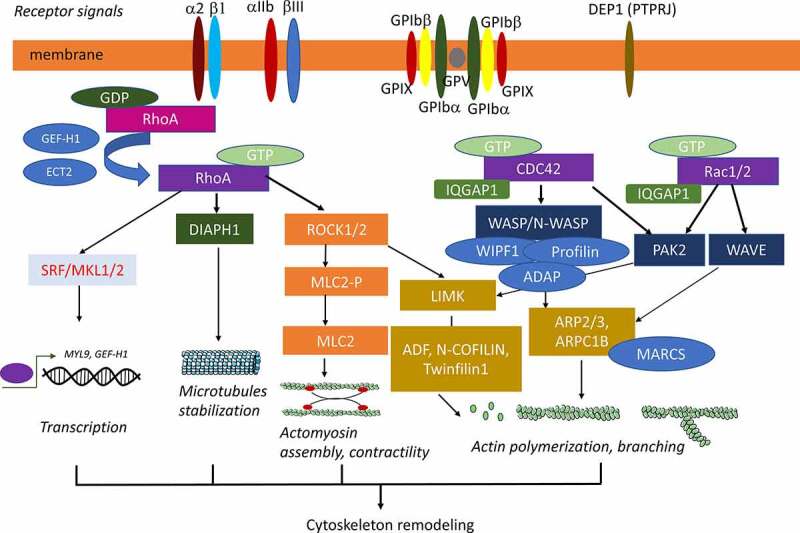 Role of Rho-GTPases in megakaryopoiesis.