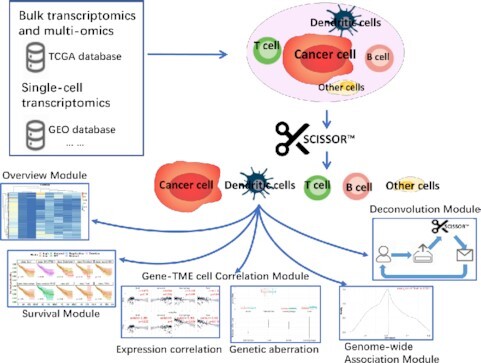 SCISSOR™: a single-cell inferred site-specific omics resource for tumor microenvironment association study.