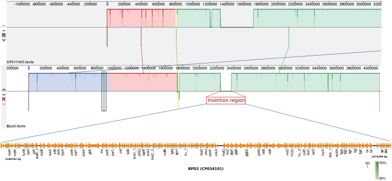 Genetic Diversity of Clinical <i>Bordetella Pertussis</i> ST2 Strains in comparison with Vaccine Reference Strains of India.