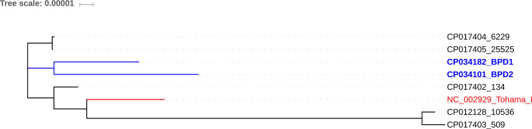 Genetic Diversity of Clinical <i>Bordetella Pertussis</i> ST2 Strains in comparison with Vaccine Reference Strains of India.